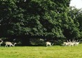 Picture of Attingham Park, Shrewbury