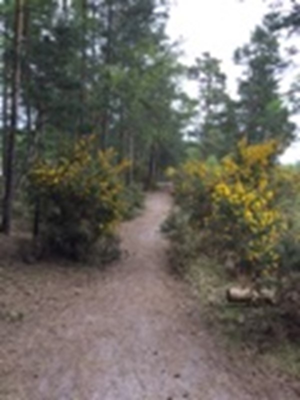 Picture of Thursley National Nature Reserve