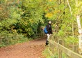 Woodland path, fenced on one side.