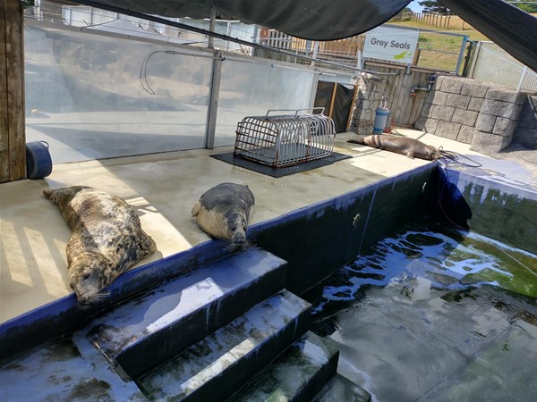 Seals taking a break.