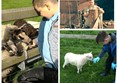 Picture of Kerry Farm - Teaching my sons how to care for animals