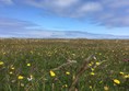 Machair