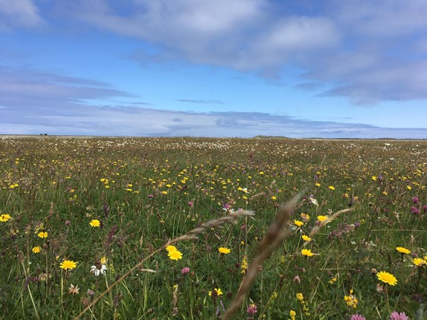 Machair