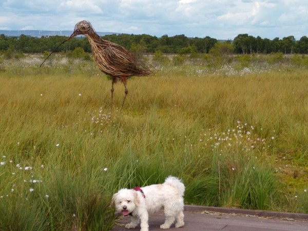 An interesting sculpture and a good place to walk the dog