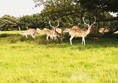 Deer in the deer park