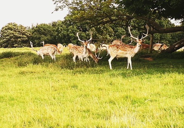 Deer in the deer park