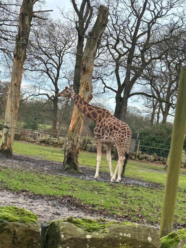 Giraffe