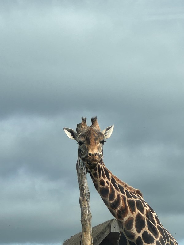 Image of a giraffe