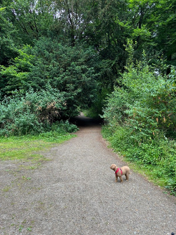 Image of a woodland path