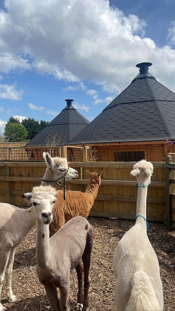 Picture of alpacas