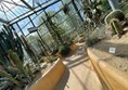 Inside the cats area of the glasshouse and some giant, prickly plants to keep well away from