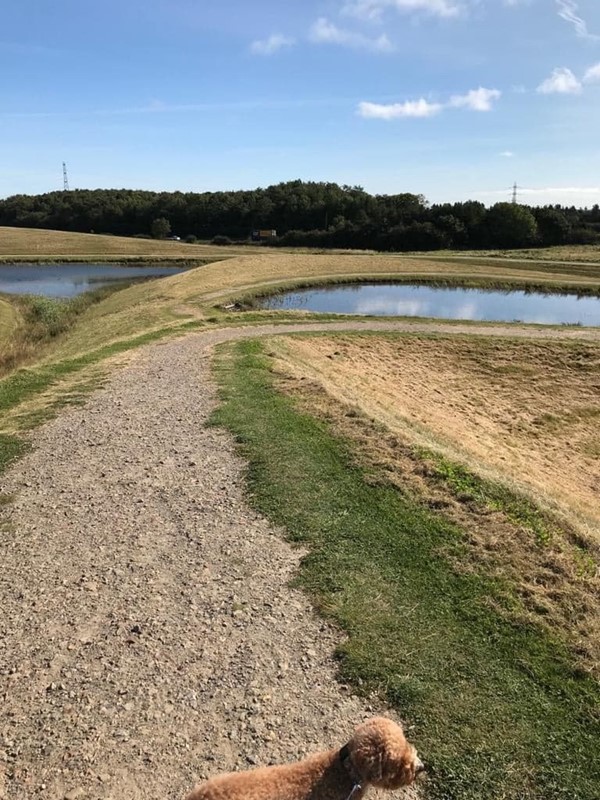 Picture of Northumberlandia