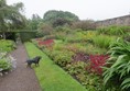 Image of a dog walking in a garden