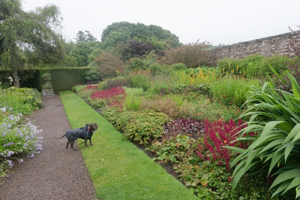 Image of a dog walking in a garden