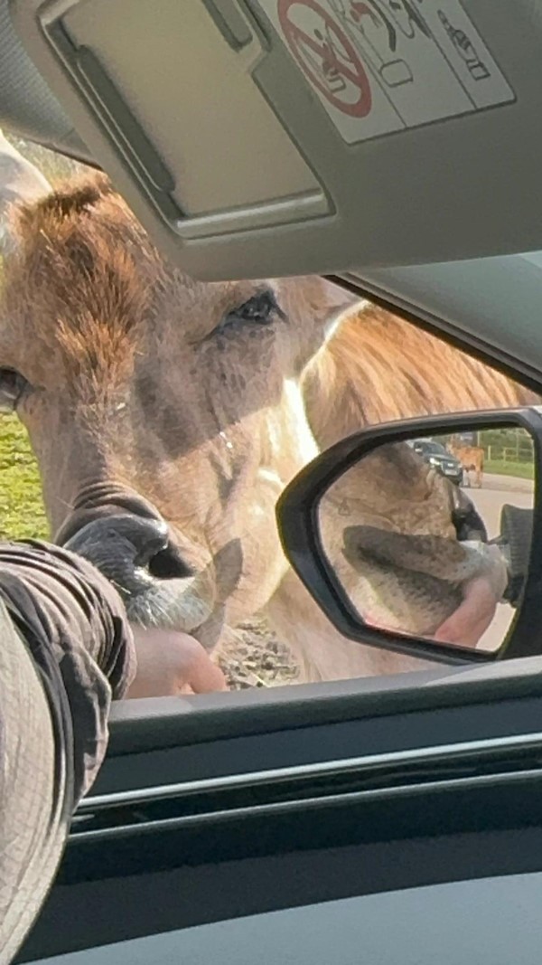 Image of a cow