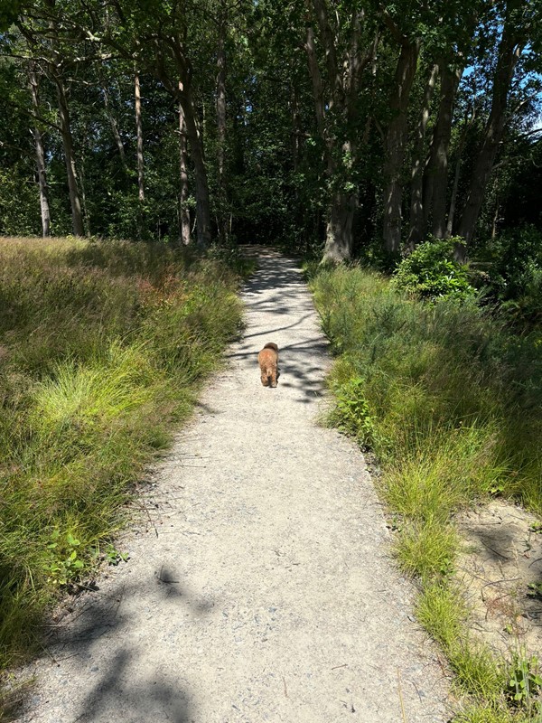 Image of a smooth pathway and a little brown dog walking along it.