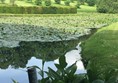 View of pond.