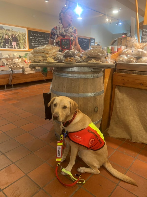 Picture of an assistance dog at Darts Farm