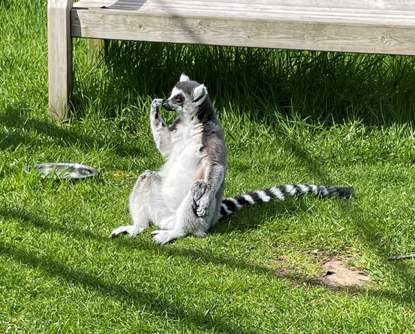 The lemurs were all lazing around sunbathing