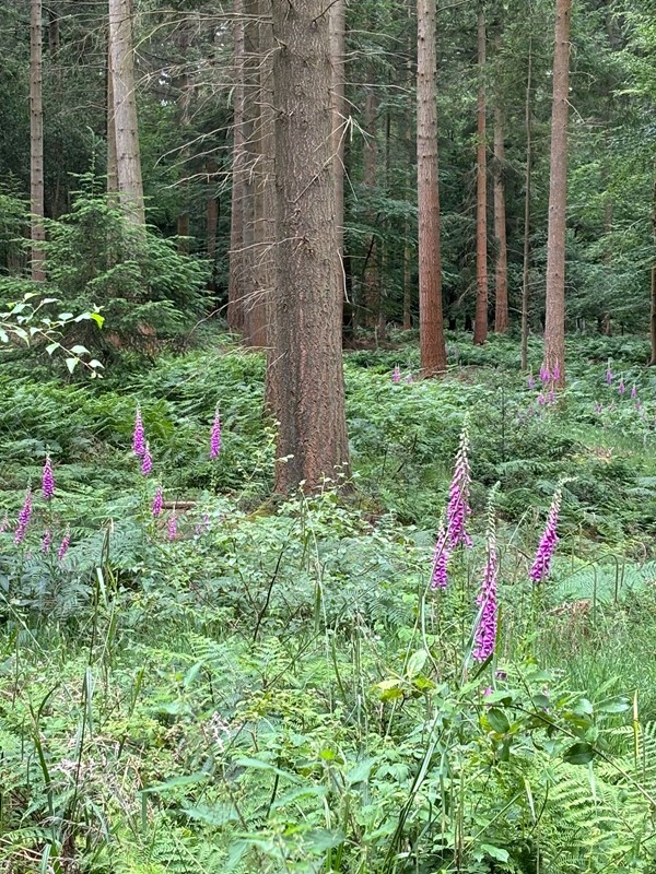 Image oflupins growing in a woodland