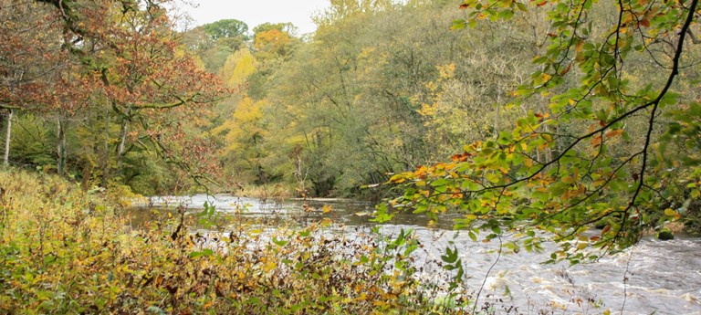 Strid Wood and the Strid