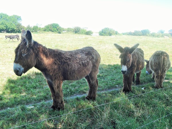 Ile de Re donkeys