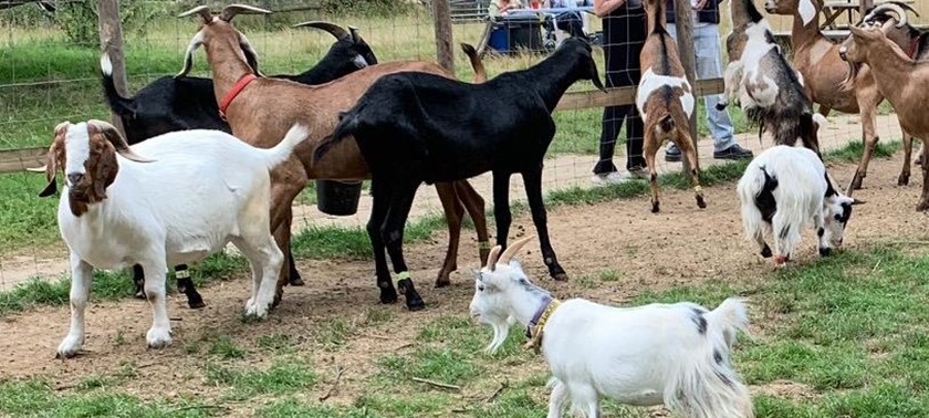 Buttercups Sanctuary For Goats