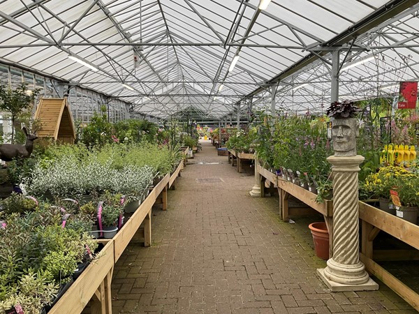 Image of plants in a greenhouse