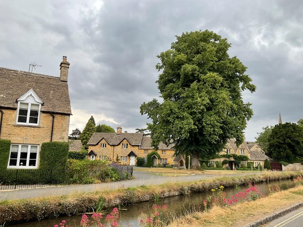 Tree and a house