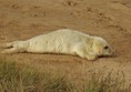 Grey Seal Pup