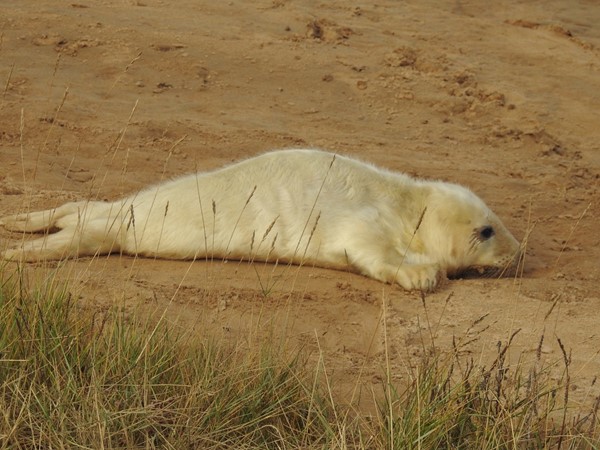 Grey Seal Pup