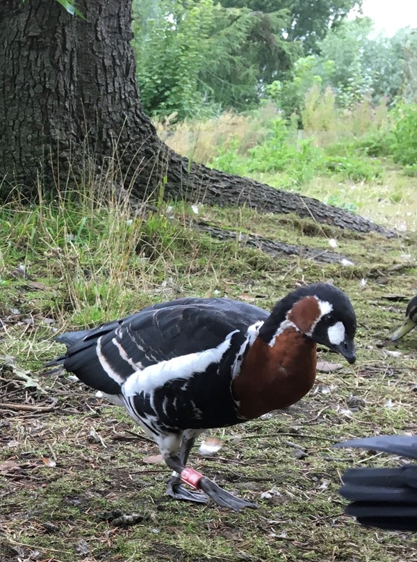 Picture of a red breasted goose