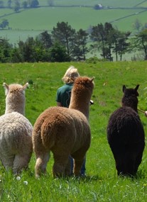 Velvet Hall Alpacas