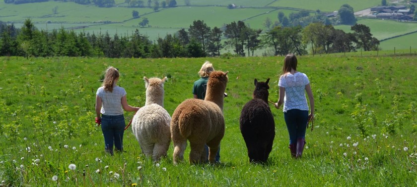 Velvet Hall Alpacas