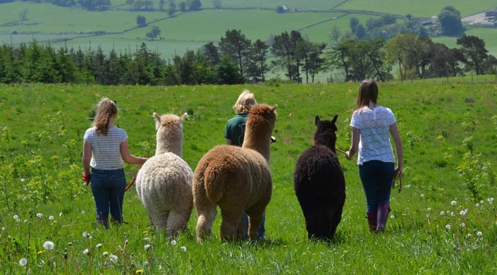 Velvet Hall Alpacas