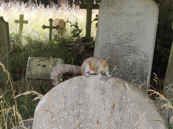 A squirrel on top of an old gravestone