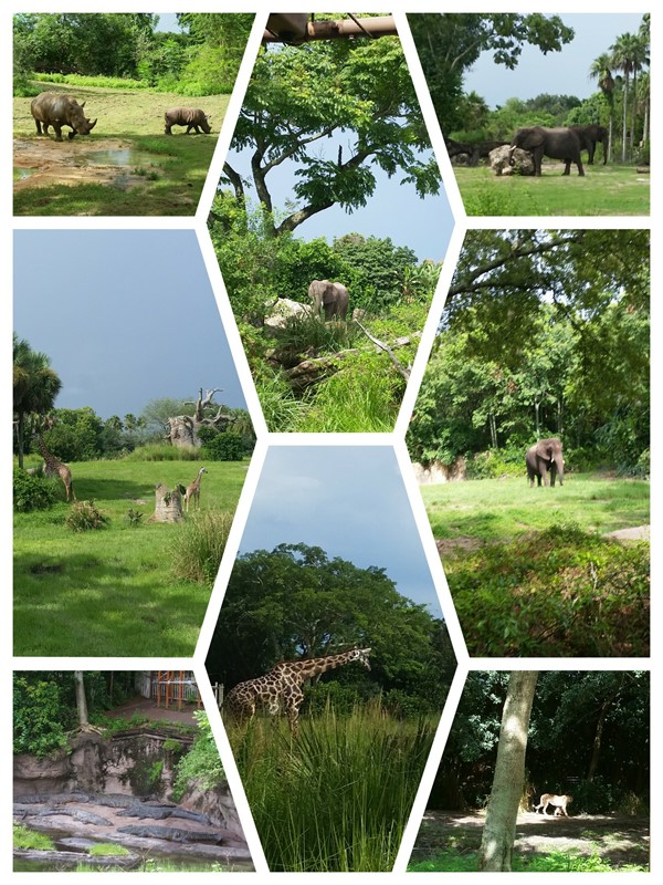 Picture of Magic Kingdom World  - Collage of animals