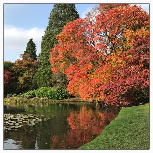 Red tree