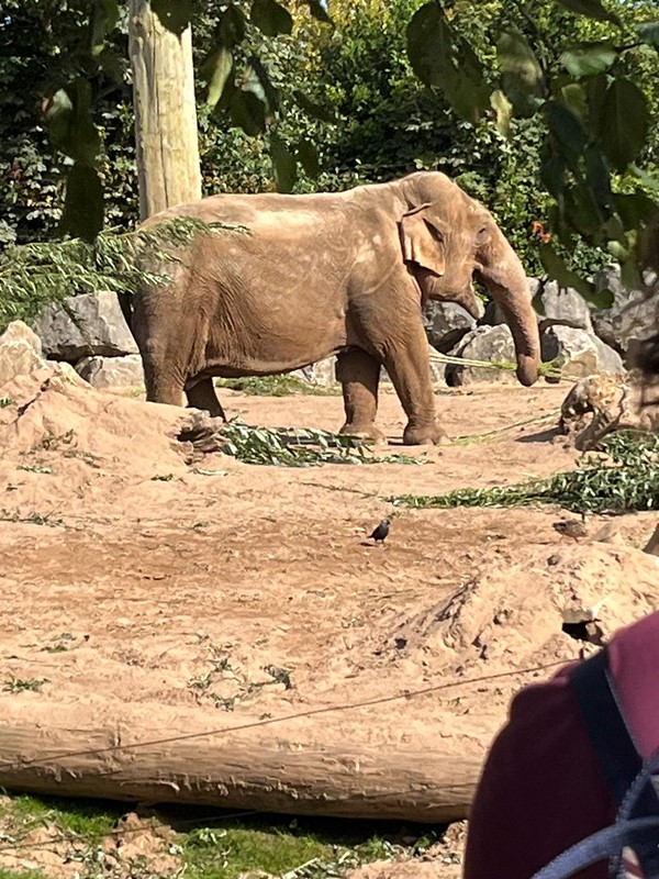 Image of an elephant in an enclosure