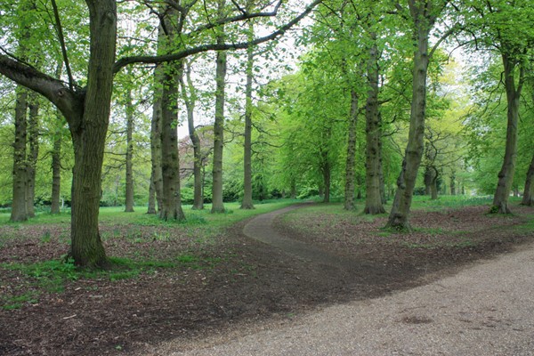 The accessible woodland walk is barely visible but the path is smooth and about 1m wide.