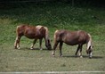 Picture of Black Forest Open Air Museum