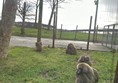 Macaque Monkeys