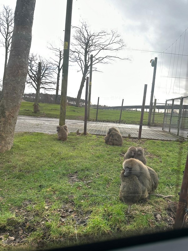 Macaque Monkeys