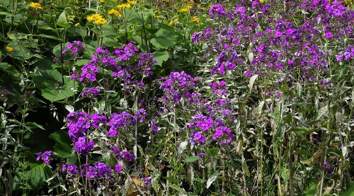 Cruickshank Botanic Garden