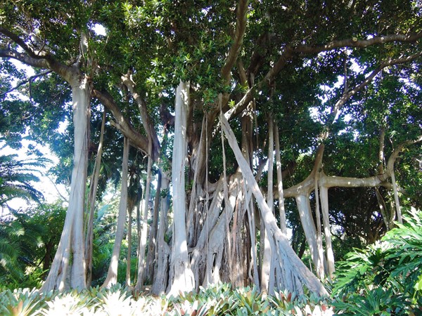 Lord Howe fig or banyan tree