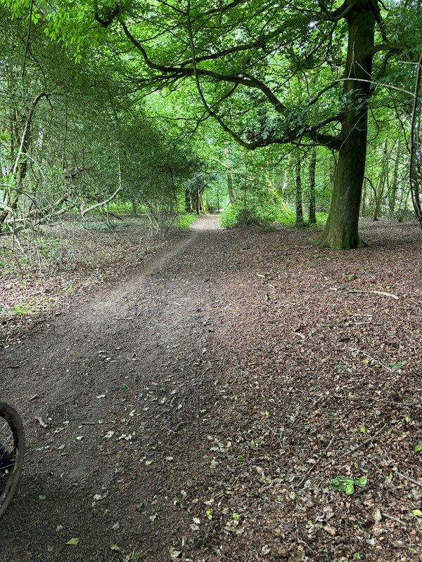 Image of a woodland path