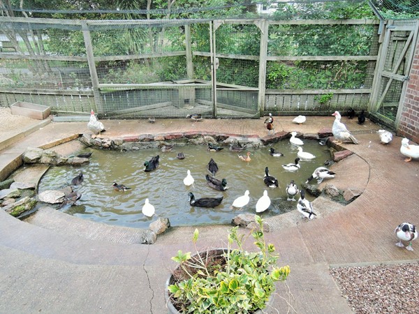 Dawlish Waterfowl Centre