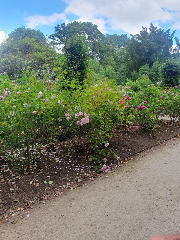 Image of flowers in a garden