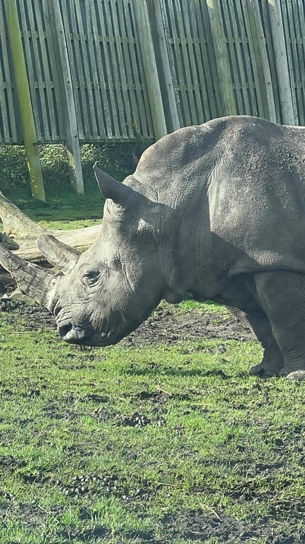 Image of a rhino