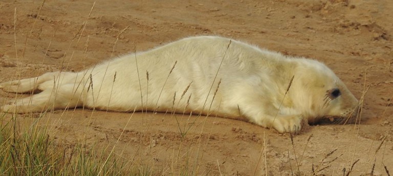 Donna Nook Nature Reserve